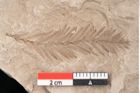 Foto (Detailansicht) von Taxodium distichum miocenicum Heer (NHMW-GEO-2024-0188-6417)